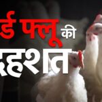 3197tnag_bird-flu_625x300_26_August_24