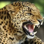 tehri-leopard-attack-2025-06-25-19-37-00