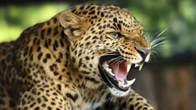 tehri-leopard-attack-2025-06-25-19-37-00