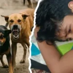 Kanpur-Stray-Dogs-Attack--1773390197659_m