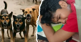 Kanpur-Stray-Dogs-Attack--1773390197659_m