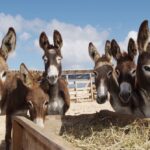 donkeys_in_turks_and_caicos