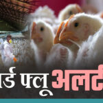 768-512-23533212-thumbnail-16x9-birdflu