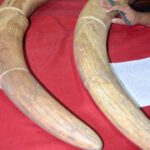 hathi-dant
