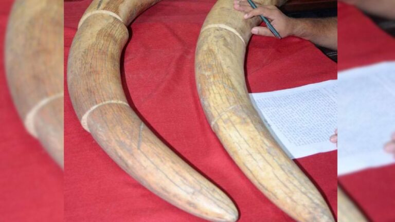 hathi-dant