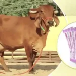 cow-dairy-farm-anudan-avedan-up-696x391
