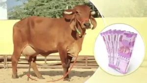 cow-dairy-farm-anudan-avedan-up-696x391